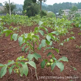 麻核桃大金蟾文玩核桃树苗延庆蛤蟆头狮子头盆栽地栽种植果树果苗