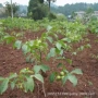 延庆狮子头种植盆栽麻核桃