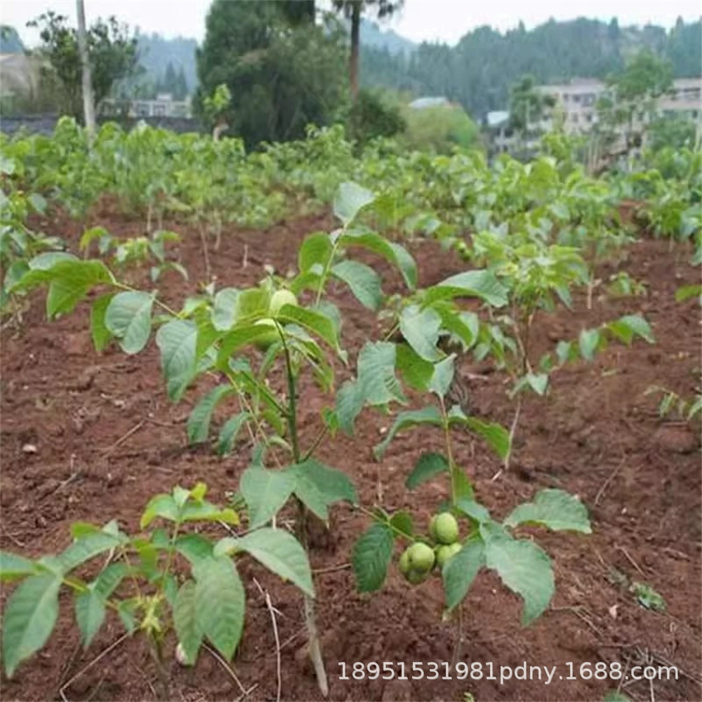 Грецкий орех Большая Золотая жаба Вэнь Играть Рассада грецкого ореха Яньцин Жаба Голова льва Горшок Посадка рассады фруктовых деревьев