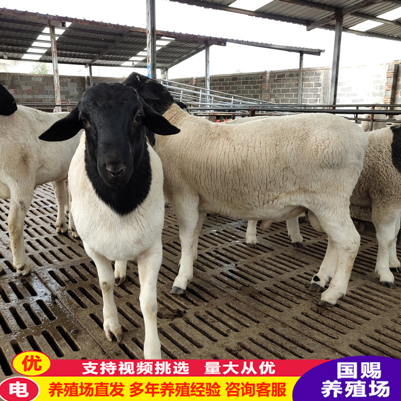 黑头杜泊绵羊 成年种公羊杜泊母羊 活体小羊羔小尾寒羊养殖