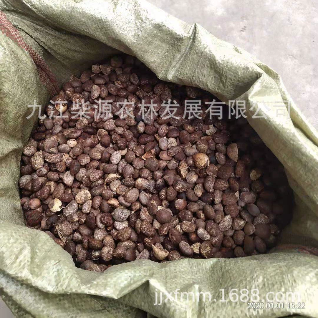 [Оптовая продажа с базы] Ежегодная база саженцев масличных деревьев 1cm сколько стоит семя масличного дерева?