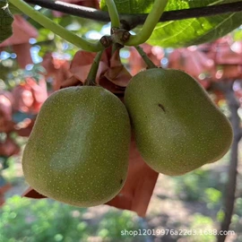 番薯类;柑桔;苹果