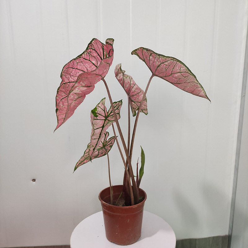 彩叶芋五彩芋泰国美人观叶网红ins北欧风绿植盆栽水培植物好养活 种苗花卉网