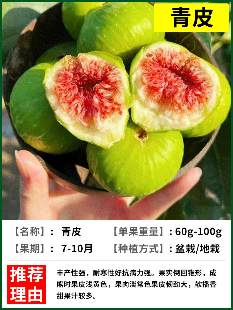 그린스킨 6년생 모종 + 특수비료 [흙과 잎이 있는 1그루]