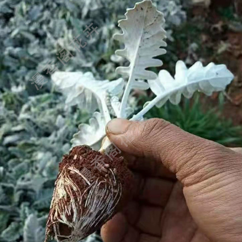 Саженцы хризантемы с серебряными листьями легко выращивать в любое время года, зеленые растения, саженцы цветов в горшках, оптовые растения для балконов во дворе, различные цветы.