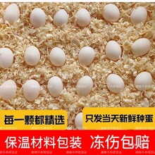 牡丹鹦鹉蛋受精蛋种蛋鸟蛋可人工孵化宠物受精蛋
