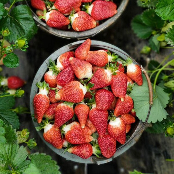 cream strawberry all-season