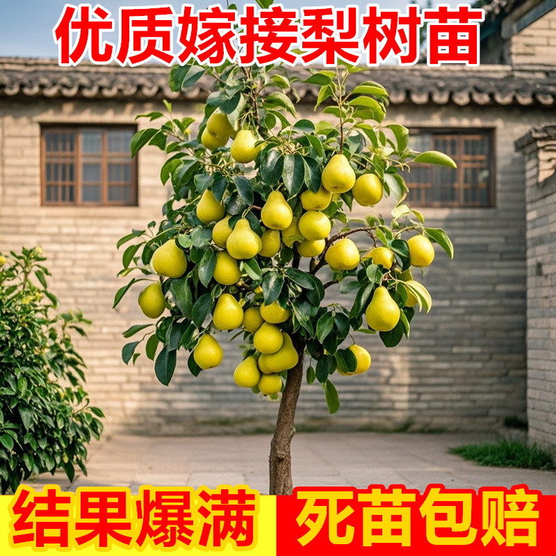 正宗秋月梨树果苗嫁接苗翠冠梨活苗苹果梨彩虹沙梨树苗南方北方种