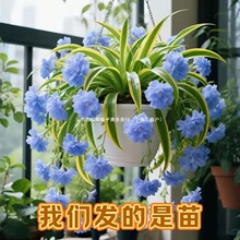 新款浓香型重瓣大花金边吊兰金心吊篮青叶盆栽室内外绿植四季开花