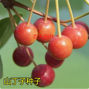 �²�ɽ���ӷN��ɽ�G�� ���G��ɽ���ӷN������ľ��N�޽��O��