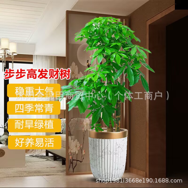 大型发财树盆栽辫子客厅送礼乔迁绿植室内植物办公吸甲醛净化空气