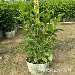 �F؛�������l��t�������繤�̾G���@�־G����ľ������t����誻�