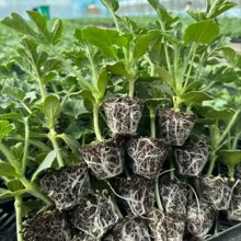 �޽�������8424��������������Нh����N�烞�|�޽�����ԷNֲ