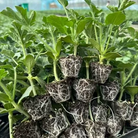 盆栽;其他园林植物;干花
