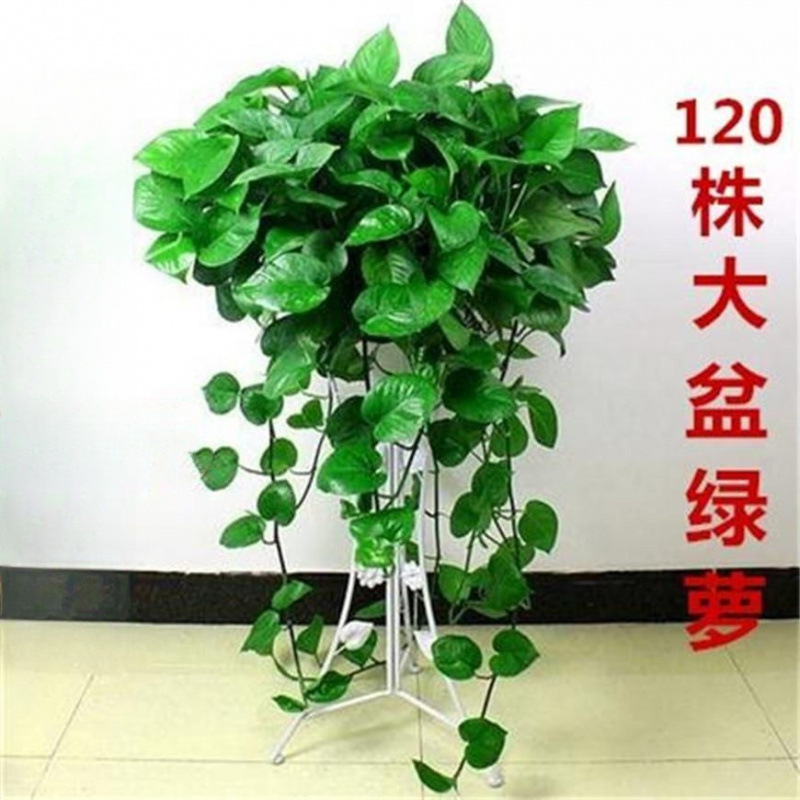 大盆绿萝盆栽除甲醛客厅长藤水培花卉防辐射植物大绿萝办公室内