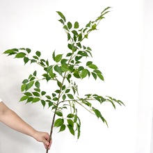 �����Ҹ��~�^�z�L֦����㴻����٘�֦�ҾӾGֲܛ�b��O��ˇ���~