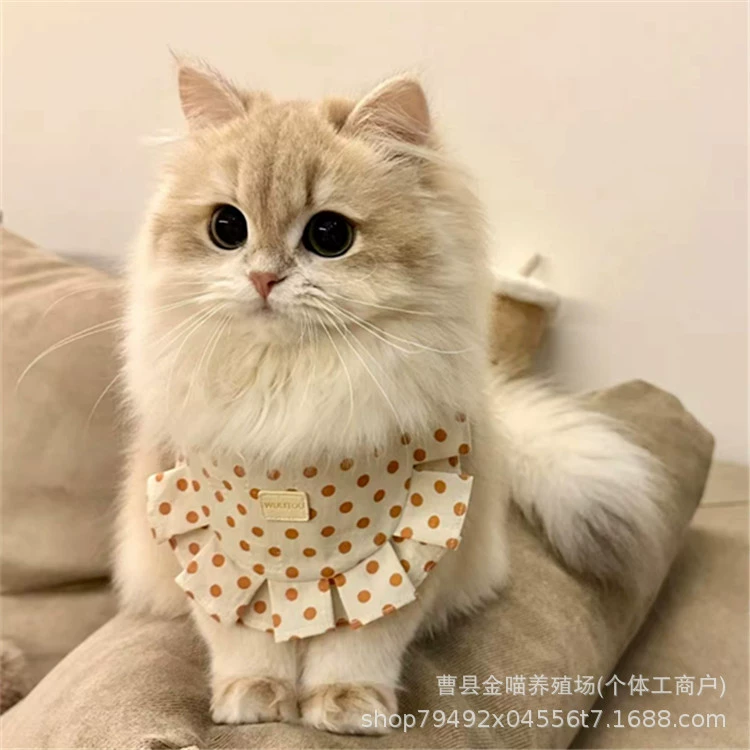 Чистокровный британский короткошерстный котенок с сине-золотым градиентом, живой длинношерстный сине-золотой котенок, живой фиолетово-золотой и сине-золотой короткошерстный кот, живой кот