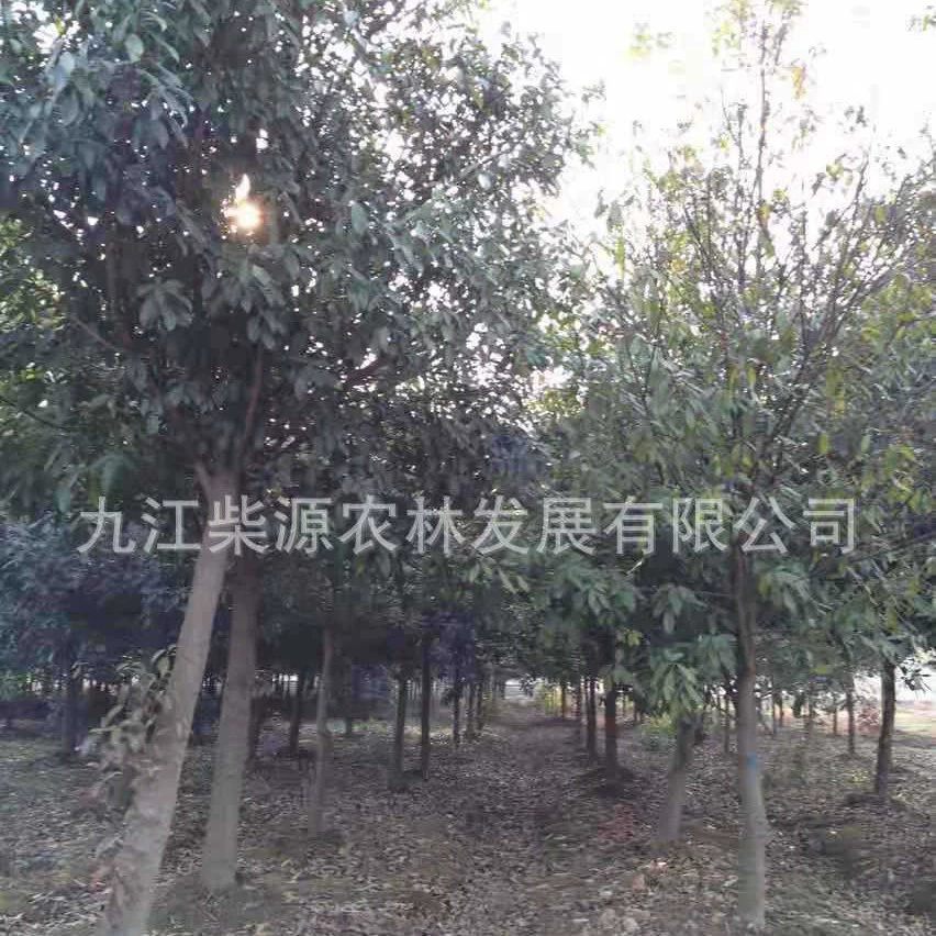 [Оптовая продажа с базы] Monkey Happy Seeds Monkey Happy Seedlings Monkey Happy 10cm Monkey Happy 20 Male Monkey Happy