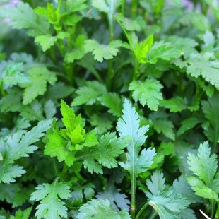 Chrysanthemum Brain Seeds, Chrysanthemum Drowned, Chrysanthemum Heads, Chrysanthemum Leaves, Chrysanthemum Vegetables with Stems, Wild Chrysanthemums, Field Chrysanthemums, Multiple Picking of Wild Vegetable Seeds