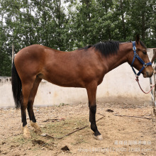 �����R�r�� ���l�Rƥ �B�R��r �R�x���w�ɹ��R�Bֳ��.��Ѫ�R�r��