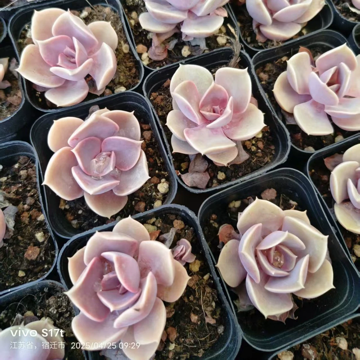 Фиолетовый жемчужный суккулент 4-6 см, реальный снимок