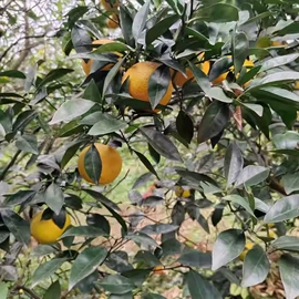 种子;乔木;园林果树