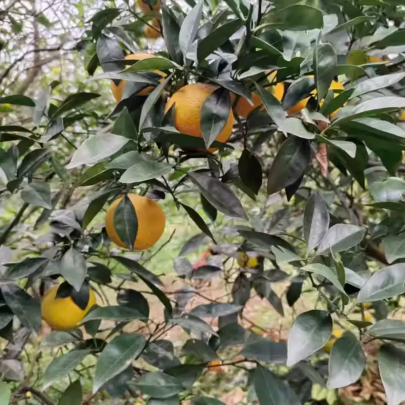 厂家批发应季水果香橙种子 果树种子大叶香橙种子软枝香橙种子