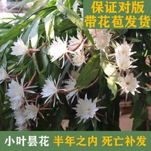 美国小叶昙花盆栽带花苞大苗一现老桩室内阳台绿植物印尼进口花卉