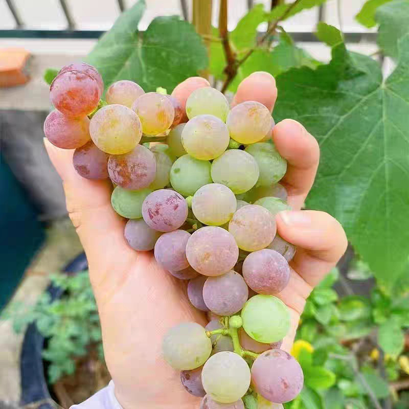 寒香蜜葡萄树苗庭院果树果苗盆栽南北方耐寒种植庭院爬藤