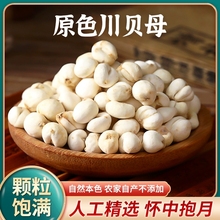 川贝母非野生川贝母川贝粉川贝中药材珍珠贝米贝500克包邮可打粉