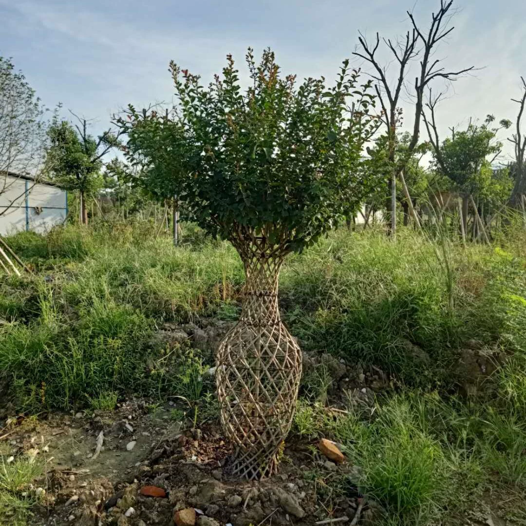 Базовая ваза из мореного дерева, ваза из мореного дерева Цзянси, 1.2m ваза из мореного дерева, ваза из мореного дерева 1.8m