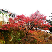 �������l �t�� �t������ �t���� �t�����^�� �����ľ С��