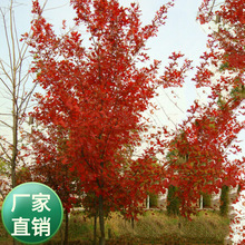 江苏绿化草籽公司批发彩叶 北美娜塔栎种子  园林绿化手工制作