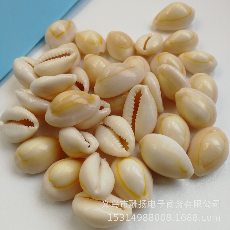 A+ Phnom Penh Shell Handmade DIY Material Small Shell Conch Starfish 1-3cm Clothing Grass Bag Jewelry Bracelet Accessories