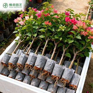 �ذ�����÷С��G���ļt��׃ɫ���ļ��_�������̨ͥԺ¶̨����