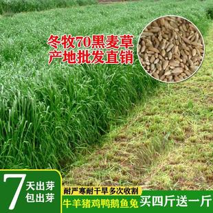 Imported Broadleaf Tetraploid Ryegrass Seeds Winter Pasture 70 Ryegrass Seeds Cattle and Sheep Four-Season Cold-Resistant Pasture Seeds
