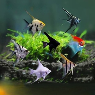 2cmС�����~�� ���w���~�����l��������t�^��ɫ�Ꭷ�~�^�p�~���l