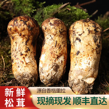 云南现货新鲜松茸菌香格里拉松茸批发未开伞松茸食用蘑菇包邮