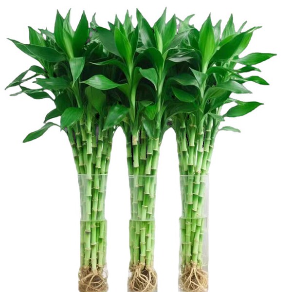 Rich bamboo hydroponic plant indoor living room rich bamboo with…