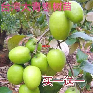 新品台湾牛奶大青枣树苗嫁接牛奶大青枣脆甜多汁盆栽地栽南方北方