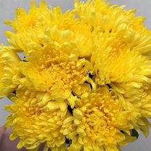 清明菊花祭祀鲜花云南直发批大黄白菊花产地批发扫墓用花真花摆摊