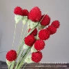 Red 18