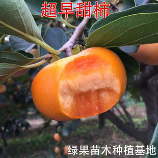 �������� 818�������� ������������޽� �������Ә��箔��Y��