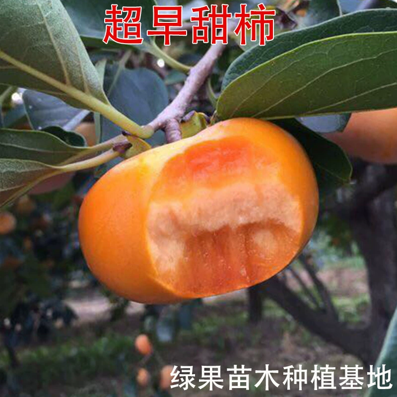 Суперранние сладкие саженцы хурмы 818 Саженцы сладкой хурмы Суперранние саженцы хурмы, привитые хрустящие сладкие саженцы хурмы, дают плоды в том же году.