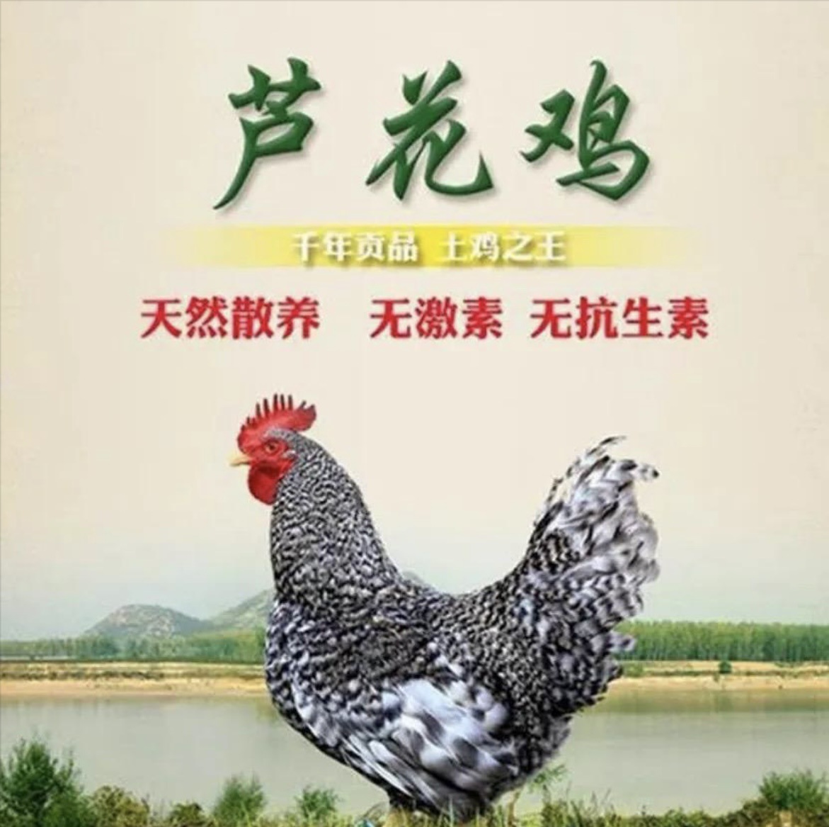 纯种农家散养活体芦花鸡脱温鸡苗芦花鸡幼苗价格纯种绿壳蛋芦花鸡