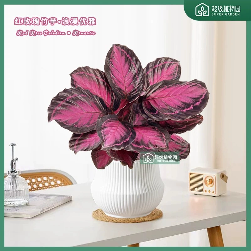 Красная роза Lucky Goddess Каладиум в горшке с яркими листьями, популярная в социальных сетях, проста в уходе для всех сезонов, зеленое комнатное растение для рабочего стола.