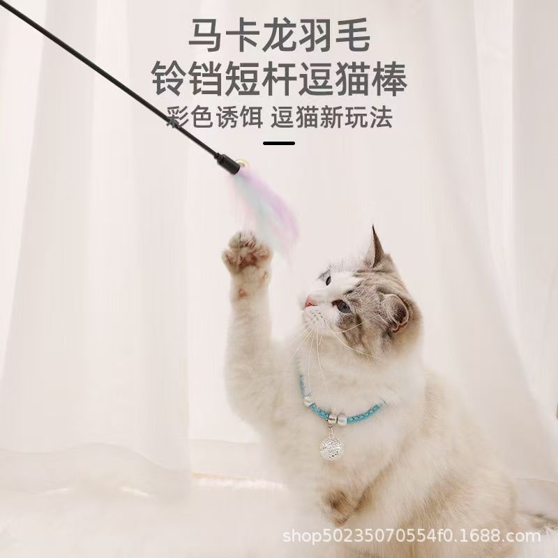 マカロンのアンドロメダは猫の棒の長い羽の鈴をからかって猫の棒の猫を笑わせます。|undefined