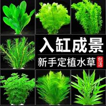 �~�ב���ˮ��ֲ�ﵭˮ���o�ݸ��쾰ˮ�����к�ˮ���ײ����l