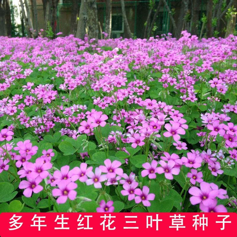 Семена белого клевера Семена красного клевера Зеленый сад Зеленый навоз Легко выжить Четыре сезона Легко посадить семена газона