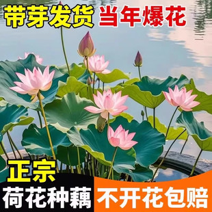 �ɻ�����ɏ��ź���ļ��^�p�ɻ�ź�N��������˯ɏɏź��Nˮ��ֲ��